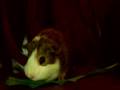 My-Guinea-Pig-Bob-eating-Parsley