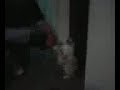 Gata Boxeadora Gata Boxeadora