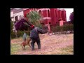 Click here to watch this video dressage malinois