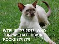 funny cat movie funny cat movie