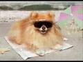 Cute Pomeranian Puppy