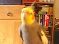 Cockatiel Sings ENZYTE commercial