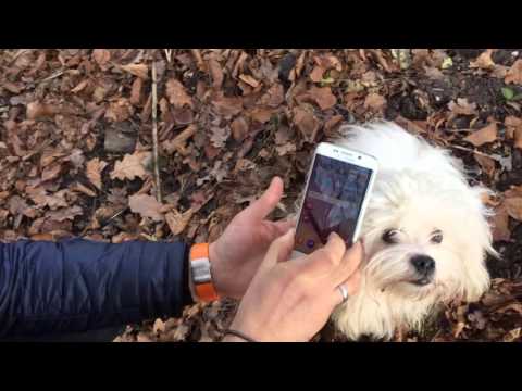 Hundemarke Dogtap mit NFC