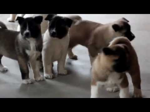how to take care of akita puppies