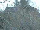 Trees Trees