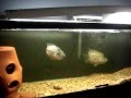 Real Hard Cichlids 16 vs. 18inch Dovii