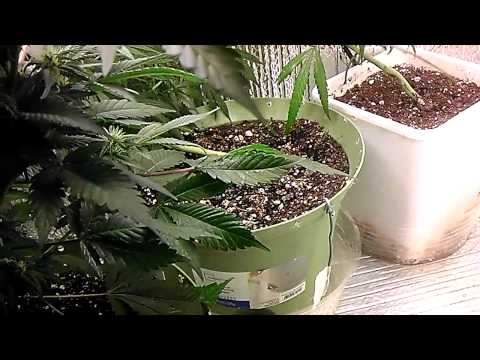 how to grow with hps light