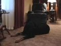 MinPin Vs. Wiener Dog Vs. Doberman