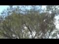 Westminster Green Cup 2009- Green Generation | Activism videos,activism-videos free online video