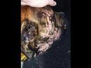 Stop Animal Cruelty