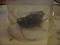 Huge beetle