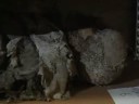 Monsampolo - \"Valorizzazione delle mummie\"
