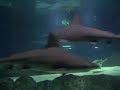 Coex Aquarium 1 Coex Aquarium 1