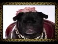 Juicy Crittoure For the Decadent Doggy