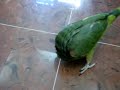Parrots - Jesse Family - Turn a somersault