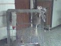 Chinchilla Family