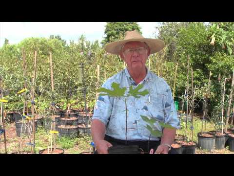 how to fertilize papaya tree