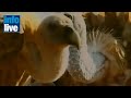 Turkey suspects bird of being Israeli spy