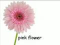 The Color Pink
