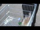 CHARLIE GOES SHOPPING CHARLIE GOES SHOPPING
