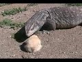 Large Lizard Stalks and Attacks Food