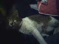 眠りネコ動画