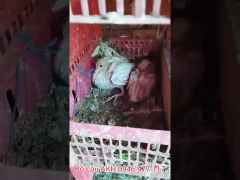 Trại Bồ Câu Giống tại Chợ Gạo Tiền Giang