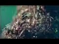 Ant Army Invasion! - Wild South America - BBC