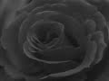 Rose Kemp
