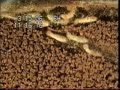 Termites Foraging