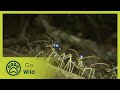 Termites - The Inner Sanctum