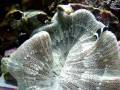 videos de My reef aquarium