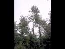 Tree Removal Climber Stihl ms 200 t Urban Element Tree Removal Climber Stihl ms 200 t Urban Element