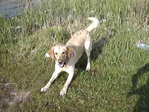 Labrador-retriever Balu