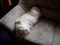My sweet Cat