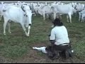 No nosso trabalho optamos por começar bem cedo a tratar gentilmente os bezerros. Esse é o Manejo Gentil em Maternidades de Bovinos, o homem cura o bezerro sem agredir a vaca, apenas mostrando à ela que não fará mal ao bezerro. Temos mais de 6 mil partos sem acidentes, com essa técnica.