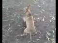 videos de piolin play soccer