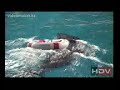 Italy Riccione Dolphins Show Italy Riccione Dolphins Show