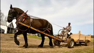 Can you run a Farm with just ONE Draft Horse??