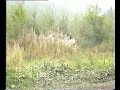 Sunbeam rall crash