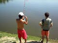 Belo peixe, bastante brigador!OBS.: O PEIXE FOI SOLTO DEPOIS DA FILMAGEM!