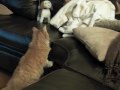 Main Coon Cat and Chihuahua Face Off