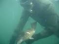 sakis underwater video with black fish 4