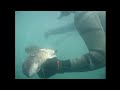 sakis underwater video with black fish 4