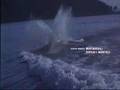 Free Willy Ending