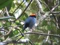 TANGARÁ-DANÇADOR Chiroxiphia caudata REGURGITANDO SEMENTE