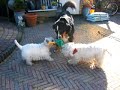drie honden en een eend drie honden en een eend