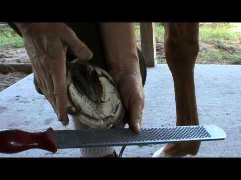 how to trim horse hooves