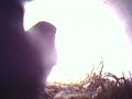 Camara IP en nido de pajaros Camara IP en nido de pajaros