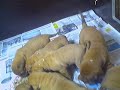 29 dagen oude bordeauxdog pups te koop